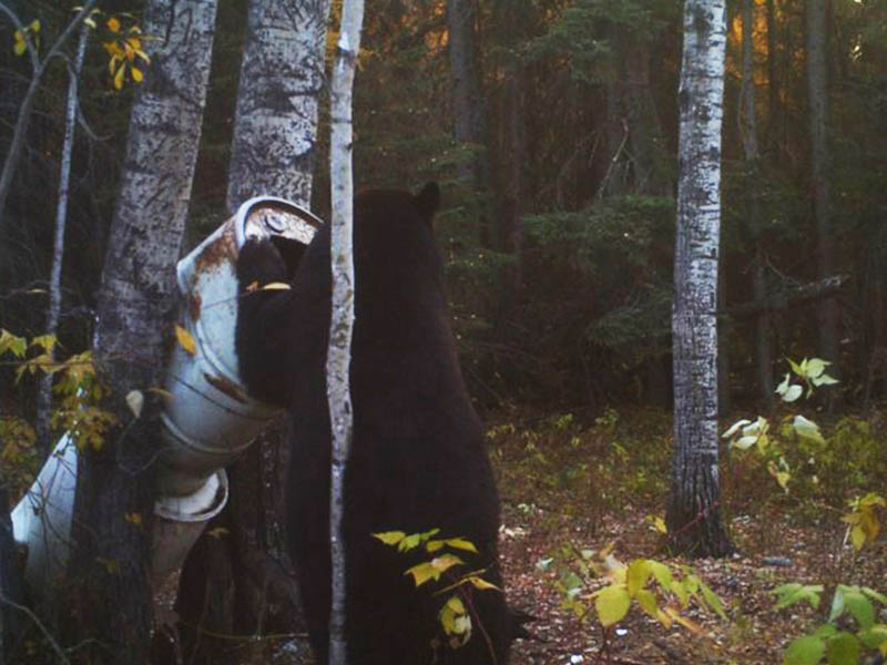 Alberta black bear hunts