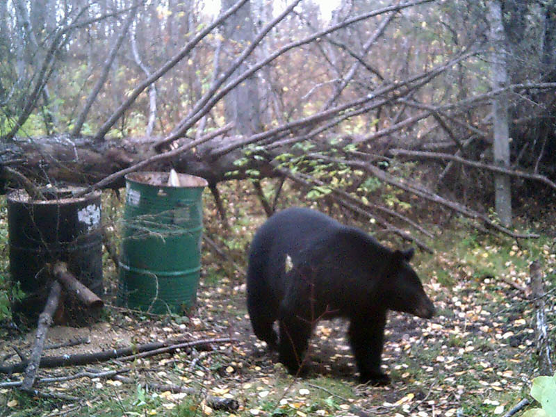black bear hunts