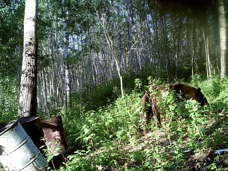 Canada black bear hunts